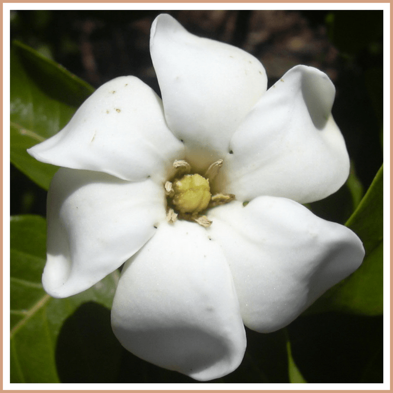 Gardenia Fragrance Oil - Craftovator