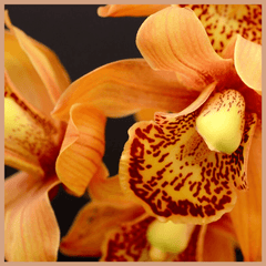 Golden Orchid Fragrance Oil - Craftovator