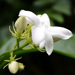 Jasmine & Honeysuckle Fragrance Oil - Craftovator