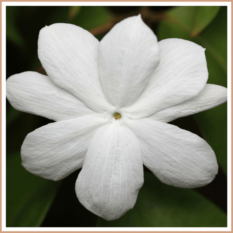 Jasmine Fragrance Oil - Craftovator