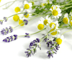 Lavender & Chamomile Fragrance Oil (Diffuser-Friendly) - Craftovator