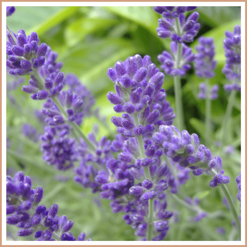 Lavender Fragrance Oil - Craftovator