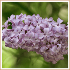 Lilac Fragrance Oil - Craftovator