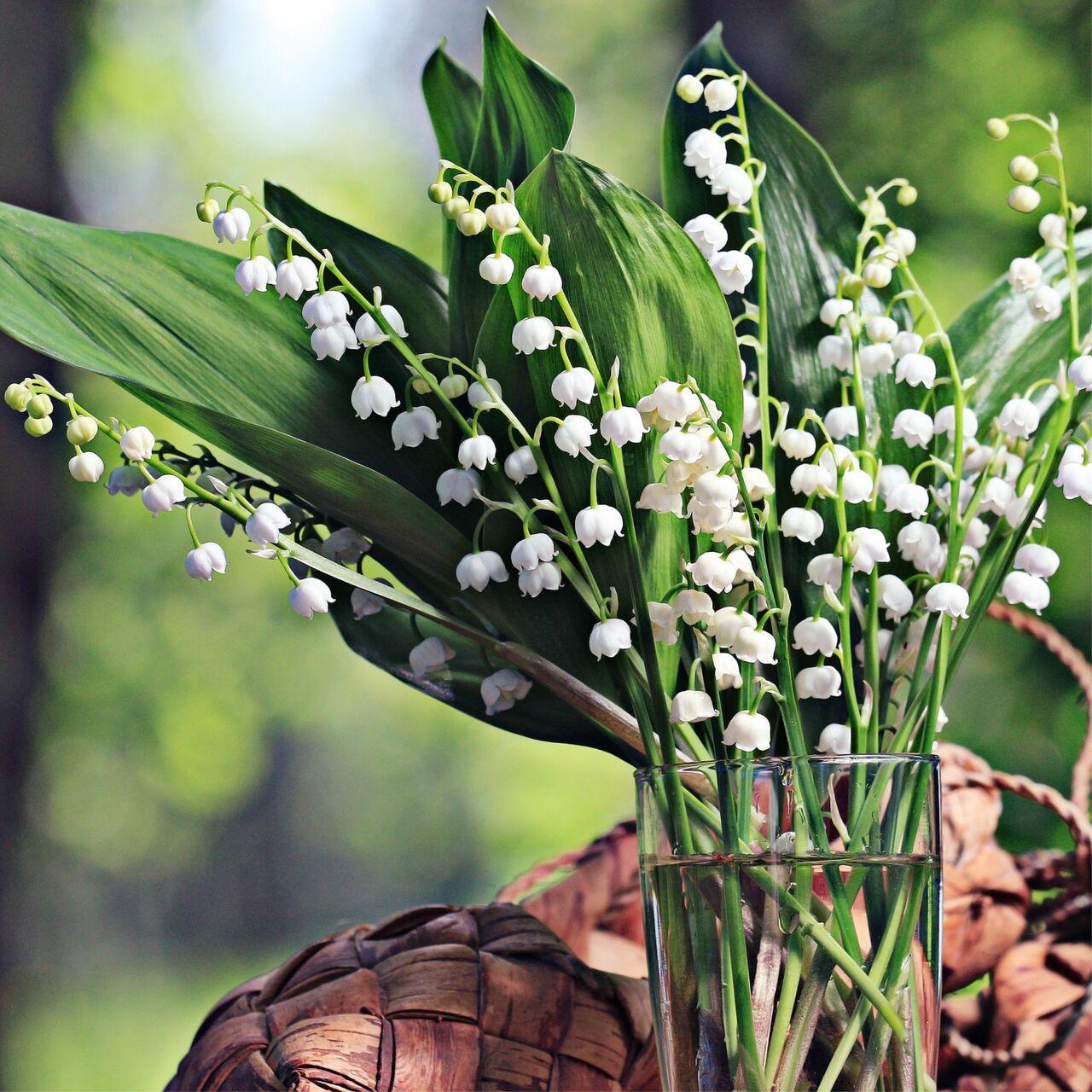 Lily Of The Valley - Craftovator