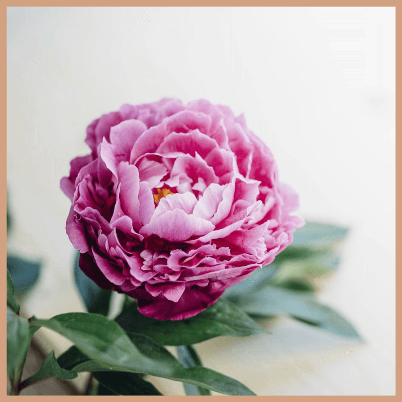 Lychee & Peony Fragrance Oil - Craftovator