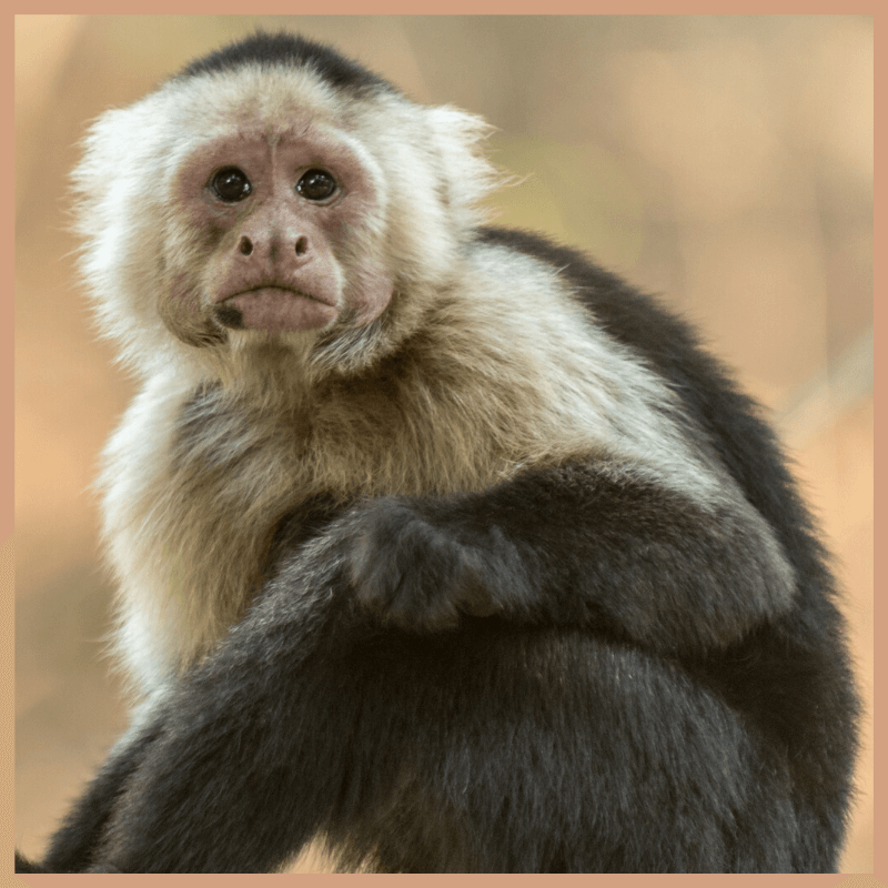 Monkey Farts Fragrance Oil - Craftovator