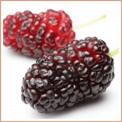 Mulberry Fragrance Oil - Craftovator