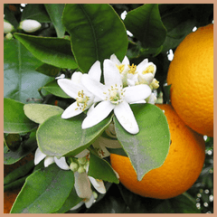 Neroli & Ylang Ylang Fragrance Oil - Craftovator