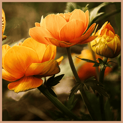 Orange Blossom Fragrance Oil - Craftovator