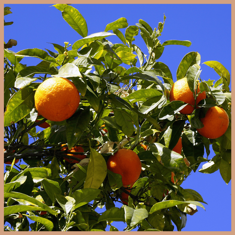 Orange Grove Fragrance Oil - Craftovator