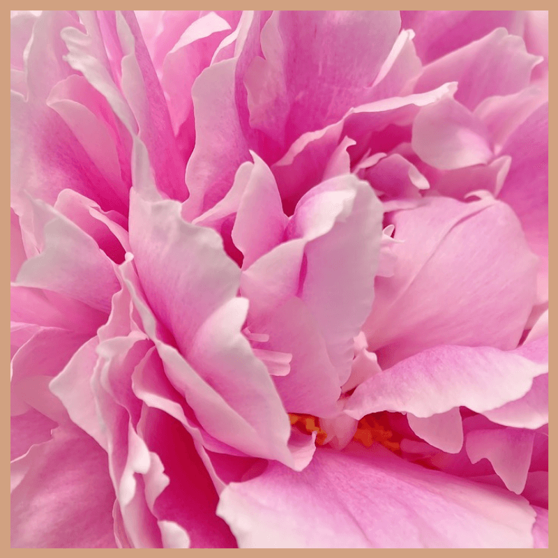 Peony & Blush Suede Fragrance Oil - Craftovator