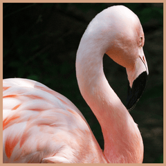 Pink Flamingo Fragrance Oil - Craftovator