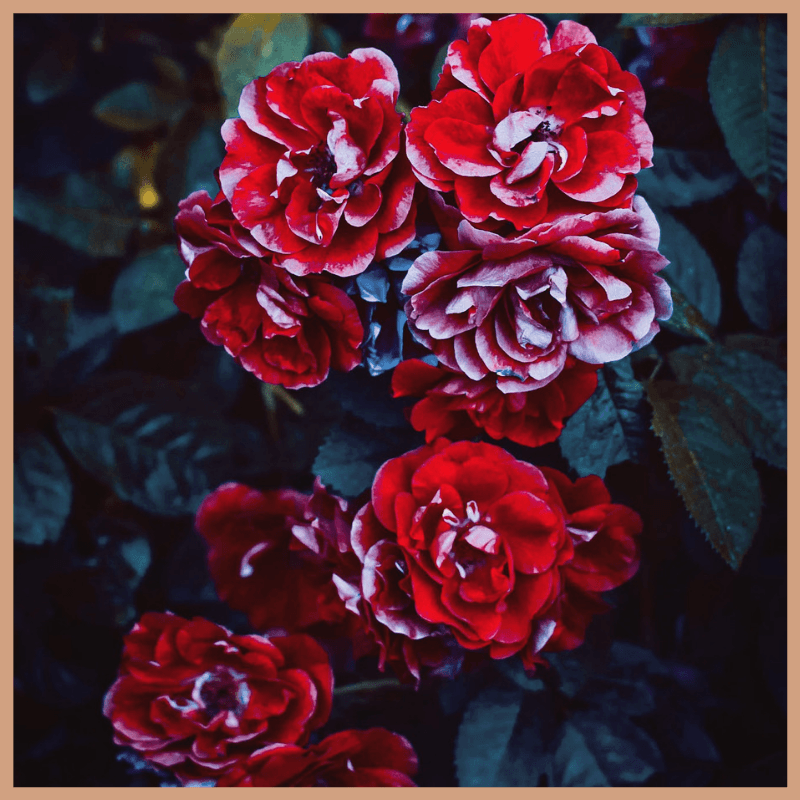 Red Roses Fragrance Oil - Craftovator