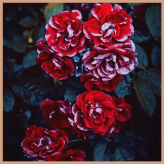 Red Roses Fragrance Oil - Craftovator