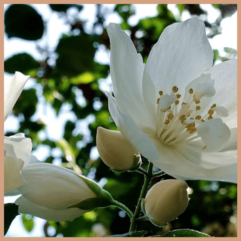 Ruby Jasmine Fragrance Oil - Craftovator