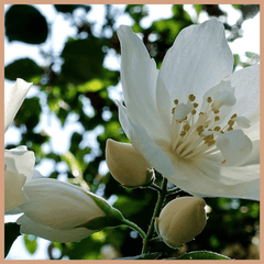 Ruby Jasmine Fragrance Oil - Craftovator