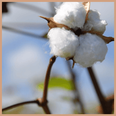 Sea Island Cotton Fragrance Oil - Craftovator