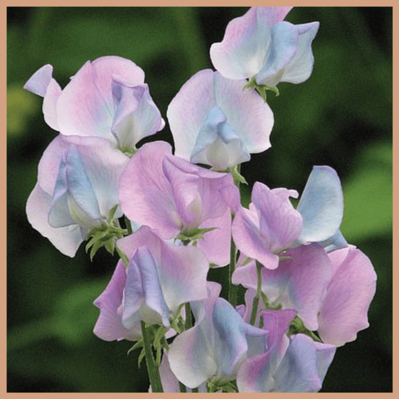 Sweet Pea Fragrance Oil - Craftovator