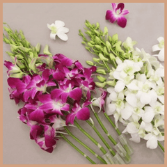 Thai Orchid Fragrance Oil - Craftovator