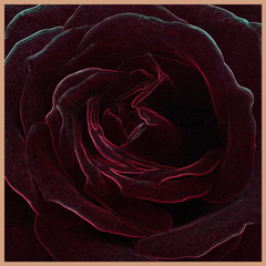 Velvet Rose & Oud Fragrance Oil - Craftovator