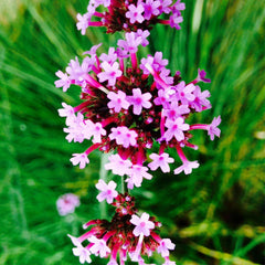 Verbena Fragrance Oil - Craftovator