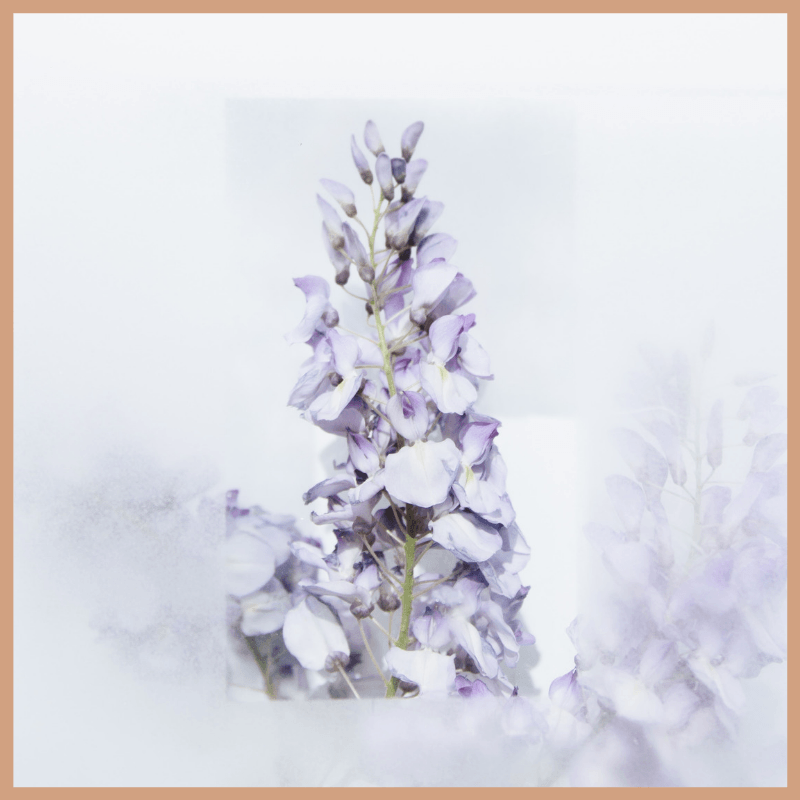 White Lavender Fragrance Oil - Craftovator