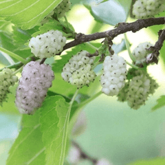 White Mulberries Fragrance Oil - Craftovator